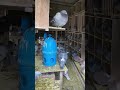 ただただシリーズ！11 28 木 ただただ鳩。 birds pigeon animals 鳩 ハト はと 鳥 動物