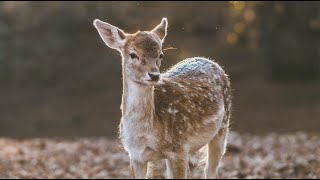 Chronic Wasting Disease: What Hunters \u0026 Livestock Owners Need to Know | Georgia DNR Expert Weighs In