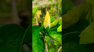 rare buds #hibiscus #yellow #gumamela #rareplants #ytshort