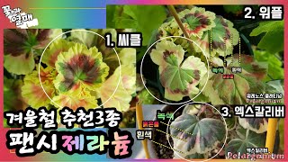 (제라늄#61)_🌷겨울철 잎이 예쁜 트라이컬러_팬시제라늄3종(아직 구하기는 어려워요) 1.특징, 2. 러쉬무어 씨럴클락(씨클), 3. 워레노스 플래티넘(워플), 4. 엑스칼리버 🌱