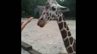 Hungry giraffes