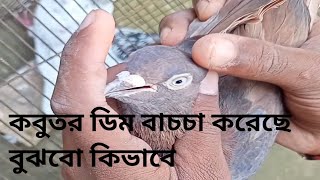 ডিম বাচচা করা কবুতর চেনার উপায় | কবুতর আগে ডিম বাচচা করেছে কি না সহজ সমাধান