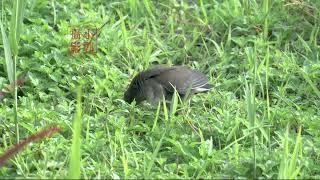 a moorhen is scratching himself