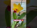 ✅Orquídea Cattleya SLC. Lucky Chance💛#shorts#orchid#beautiful #flowers#winter#collection#viralvideo