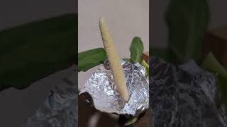 Collecting and Storing Pollen of Caladiums (Part 1)