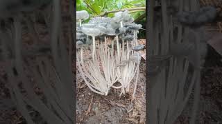 Beautiful mushrooms #fungi #mushroom