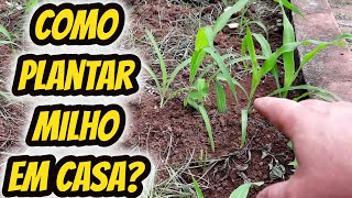 Como plantar milho em sua horta Quintal de forma simples e fácil dica para fazer uma mini plantação