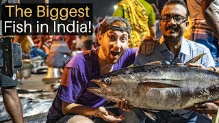 The Biggest Fish in India? (Chennai Fish Market)