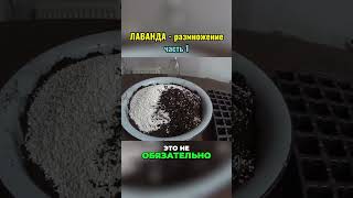 Размножение Лаванды (часть 1) #растения #лаванда  #сад