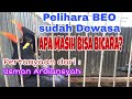 BEO DEWASA YG BARU DIPELIHARA APA BISA BICARA? BEO PINTAR BICARA, BEO PINTAR NGOMONG, BEO BICARA