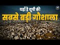 यहां है यूपी की सबसे बड़ी गौशाला : Here is the biggest Gaushala of UP || Baten up ki