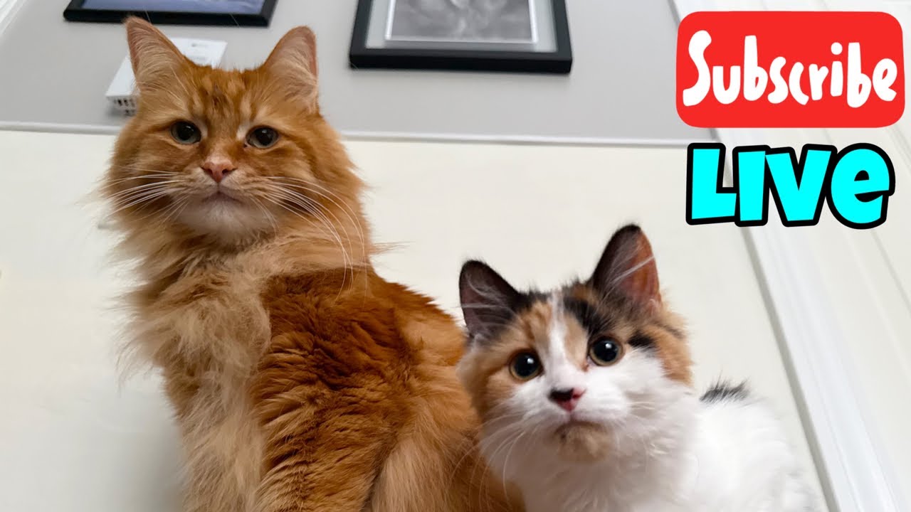 Caturday Live Stream Youtube