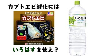 【カブトエビ飼育】カブトエビ孵化の飼育水に、いろはすを使ったその理由とは？・・孵化確認から２日目の様子も。