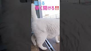 あのボス猫カリン様が漏れるー早く開けろと叫んでる‼️ #shorts