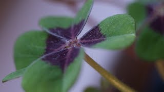 Lucky Clover Closing, Canon FD 50mm F3.5 1:1 Macrolens, GH3 4K Timelapse