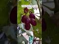 coba dengar KRIUNnya #anggurgenjah #anggurmerah2 ##fruit #anggurimpor #fyp #fypシ゚viral #anggur