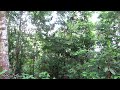 relaxing sounds kelempiau bornean white bearded gibbon hylobates albibarbis west kalimantan