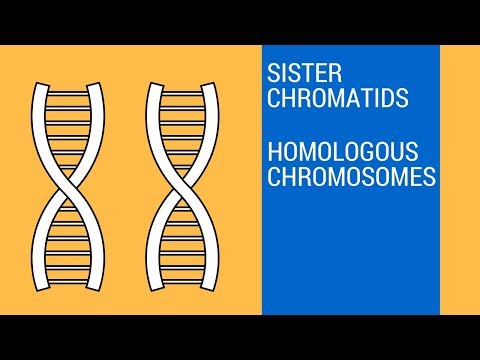 Where do homologous pairs come from?