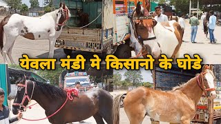 देखीये येवला मंडी मे किसानो के वाजीब दाम मे घोडे।।Yeola Ghoda Mandi | Horses For Sale in Yeola Mandi