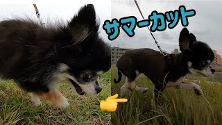 トリミング行って身のチワワ🐨が可愛すぎる！［サマーカット］