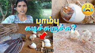 😭Snake bit the Our Chicken🐍-கோழி குஞ்சு எல்லாம் செத்து போச்சு 😰