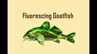 Fishao  |  Fluorescing Goatfish 5★