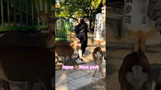 日本の奈良公園での鹿の餌付け🫎 Deer in Nara Park | Nara Park #deerpark #animals