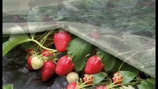 🍓🍇🍎Мульчирующее агроволокно для рассады и против сорняков.🍓🍇🍅