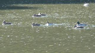 公園の池に、ミコアイサが一羽だけいました。