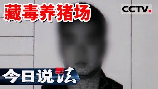 《今日说法》养猪场藏毒！被捕时养猪夫妇竟说毫不知情？20240713 | CCTV今日说法官方频道