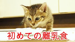 【保護猫　子猫】初めての離乳食にご不満の子猫