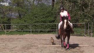 Horse and Dog Trail: Training mit Hund und Pferd: Slalom(www-pferde-magazin.info)