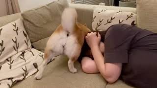 柴犬マコの激しい愛情表現😅