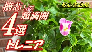 【花】トレニアの育て方・摘芯