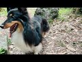 【sheltie】￼￼￼￼自然の中の様々な命と巡り会うボーディちゃん 〜箕面公園シリーズ〜