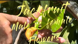 Jackfruit: male \u0026 female flowers