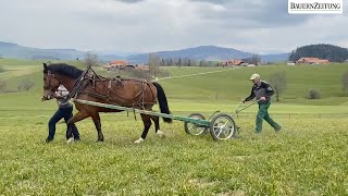 Mit natürlichen Pferdestärken auf dem Feld