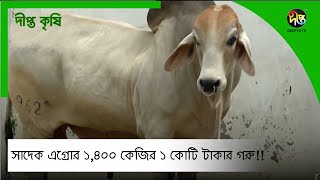 #DeeptoKrishi_C | সাদেক এগ্রোর ১,৪০০ কেজির ১ কোটি টাকার গরু!! #Sadeeq_Agro #Quarbani2024