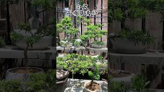 《晶鑽羅漢松小品集》 買個小羅漢松賺錢變輕鬆？！#bonsaitree #bonsai #bonsaistyles