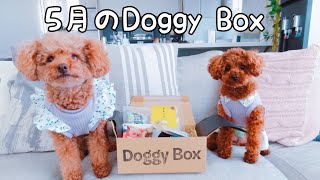 【Doggy Box 5月】Rasuくんの成長を見て☆トイプードルのTaruto＆Rasuku