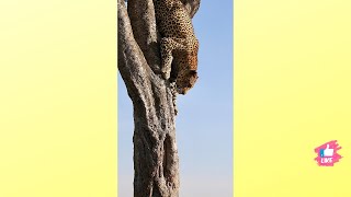 🎬LEOPARD COMES DOWN TREE #SHORTS