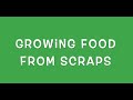 Homegrown with Hillary: Growing from Food Scraps