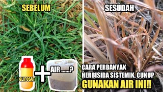 CARA MEMPERBANYAK HERBISIDA SISTEMIK | RUMPUT LULANGAN LANGSUNG MATI