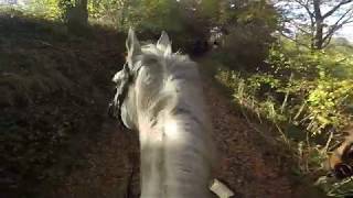 Parforsní hon_foxhunting_Schleppjagd_MARTINICE-DRAHENICE_03