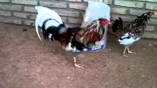 Gallo Semental Kelso De Carlos Diaz