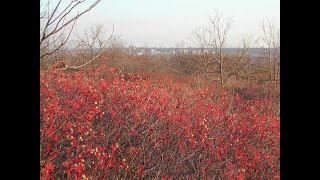 December 2024 Lecture: The Naturalists Next Door - Hamilton Naturalists Club