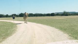 CAMEL vs. SUV