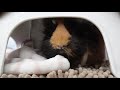 いつもと違う？自分の家が怖くて入れないモルモット　guinea pig can t go back to her house.