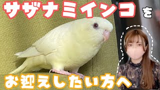 サザナミインコ お迎えしたい方へ /鳴き声 飼育の注意点は？【Barred parakeet】