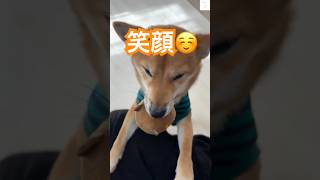 柴犬の笑顔が可愛すぎる‼️癒されること間違いなし🥰　#柴犬　#犬　#笑顔　#かわいい #癒し